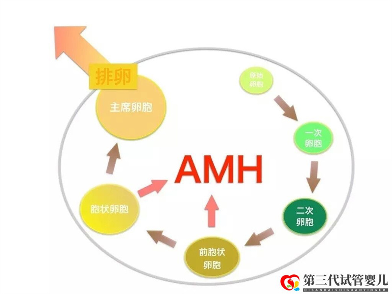 AMH是如何影響女性卵子儲備的，對做試管有影響嗎？(圖1)