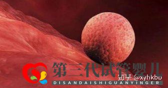 第三代試管最少要幾個囊胚才算穩妥,多少個成功率才...(圖3)