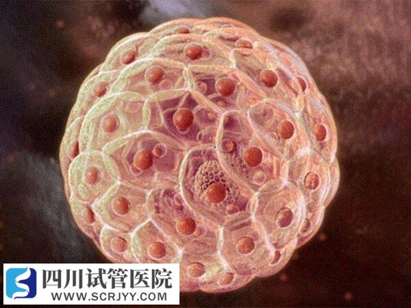 囊胚的冷凍保存費(fèi)用比較高